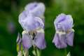 Re: 2016 Spring Flower Pictures