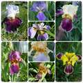 Re: 2016 Spring Flower Pictures