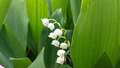 Re: 2016 Spring Flower Pictures