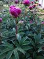 Re: 2016 Spring Flower Pictures