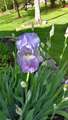 Re: 2016 Spring Flower Pictures