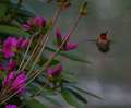 Re: Where are the hummingbirds?