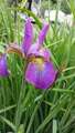 Re: 2016 Spring Flower Pictures