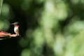 Re: Where are the hummingbirds?