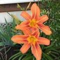 Re: 2016 Spring Flower Pictures