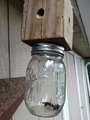 Re: Carpenter Bee removal