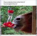 Re: Where are the hummingbirds?