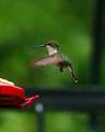 Re: Where are the hummingbirds?