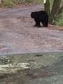 Re: Big black bear just in my Driveway
