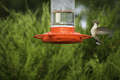 Re: Where are the hummingbirds?
