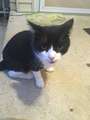 Re: Found black & white cat - Allen Rd.