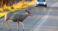 Re: PSA: Deer Rut Has Begun; Be Extra Cautious Behind the Wheel