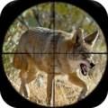 Re: Coyote problem