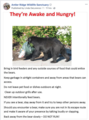Re: In Town Bear Sighting 7/14, Washington St.