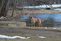 Loose dog, Riverfront Park around 4:30