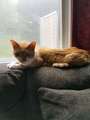 Re: Missing orange cat,  Harvey/Baldwin area