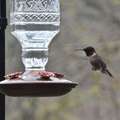Re: Where are the hummingbirds?