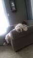 Re: Labradoodle/Goldendoodle