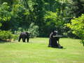 Re: Big black bear just in my Driveway