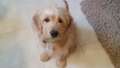 Re: Labradoodle/Goldendoodle