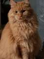 LOST Orange Maine Coon (large) Cat (Found)
