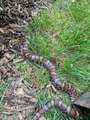 Snake Identification