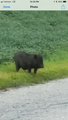 Found Black pot bellied pig