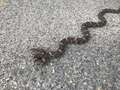 Re: Snake Identification