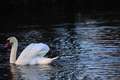 Re: Great white swans @ Fish Hatchery