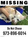 Re: LOST Tan Chihuahua, Centenary