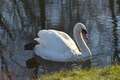 Re: Great white swans @ Fish Hatchery