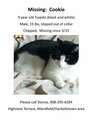 Re: LOST CAT - HELP!  From Highview Terrace area (FOUND)