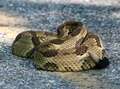 Re: Snake Identification