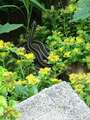 Re: Snake Identification