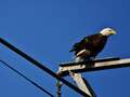 My  Tower Bald Eagle