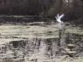 WHITE SWAN spotted at the fish hatchery!!!