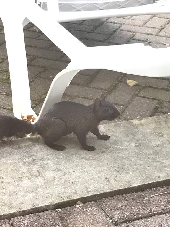 beloved-black-squirrel-hackettstown-nj