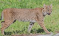 Re: Mountain LION