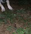 Re: Crayfish living in my yard