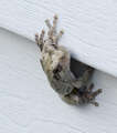 Re: Crayfish living in my yard