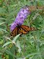 Re: Is anyone seeing Monarch butterflys