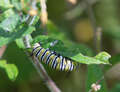 Re: Is anyone seeing Monarch butterflys