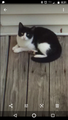 Re: Black and White Tuxedo Cat: Missing