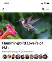 Re: Hummingbirds 2022