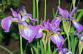 Re: Perennial/Flowering Shrub Gardening
