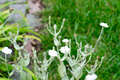 Re: Perennial/Flowering Shrub Gardening
