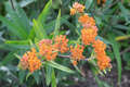 Re: Perennial/Flowering Shrub Gardening