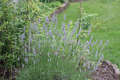 Re: Perennial/Flowering Shrub Gardening
