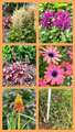 Re: Perennial/Flowering Shrub Gardening