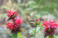 Re: Perennial/Flowering Shrub Gardening